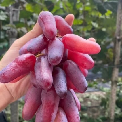 178pcs rare Japanese beauty thumb grape seeds, suitable for indoor art gardening, home outdoor planting, high yield, suitable for flower plants, fruit tree lovers planting home rare fruit tree seeds