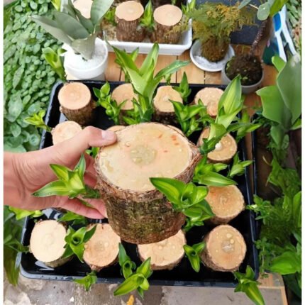 Live Plants 2025 New Brazilian Lucky Wood Green Plant – Hydroponic Tree Stump with Plastic Tray & Mystery Ornament Doll, Ideal for Indoor Air Purification, Home & Office Décor, and Gifts.
