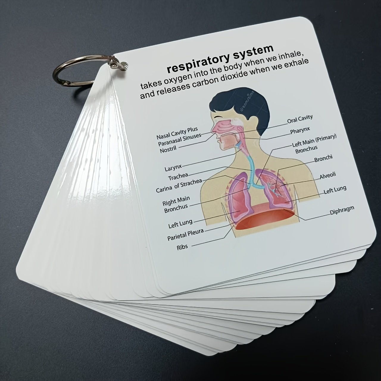 f277dbc5-4578-479e-bb90-9e43c5cd06a3.jpg Human Body Systems Anatomy Flashcards - Comprehensive Medical & Nursing Study Guide with Skeletal, Muscular, Digestive, Immune, Nervous, Reproductive, Respiratory & Circulatory Diagrams - Perfect Gift for Students, Nursing Study Aid | Labeled Diagrams | Detailed Anatomy Charts - Image 1